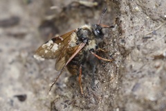 Trichiosoma triangulum