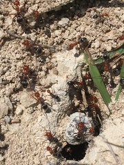 Myrmecocystus placodops