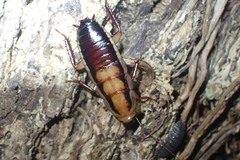 Drymaplaneta heydeniana