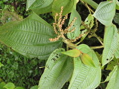 Miconia aeruginosa