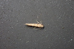 Pyroderces aellotricha