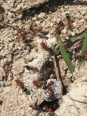 Myrmecocystus placodops