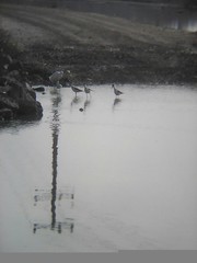 Himantopus mexicanus