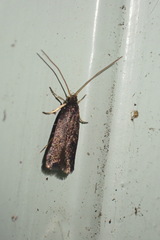 Lecithocera micromela