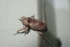 Mitrastethus baridioides