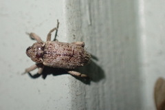 Mitrastethus baridioides