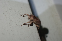 Mitrastethus baridioides