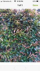 Rhizophora apiculata