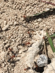 Myrmecocystus placodops