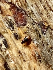 Mioptachys flavicauda