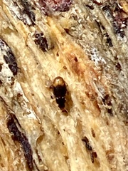 Mioptachys flavicauda