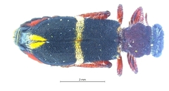 Lemidia accincta