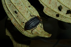 Oxelytrum discicolle