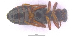 Lemidia accincta