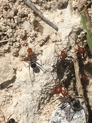 Myrmecocystus placodops
