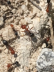 Myrmecocystus placodops