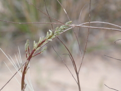 Oenothera cinerea