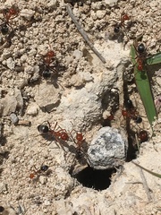 Myrmecocystus placodops