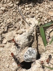 Myrmecocystus placodops