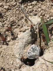 Myrmecocystus placodops