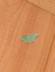 Maxates tanygona