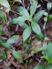 Palicourea axillaris