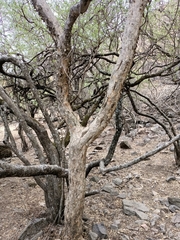 Celtis caudata