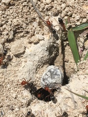 Myrmecocystus placodops