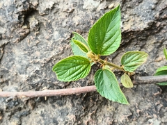 Celtis caudata