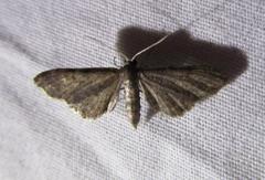 Protoproutia laredoata