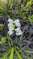 Valerianella amarella