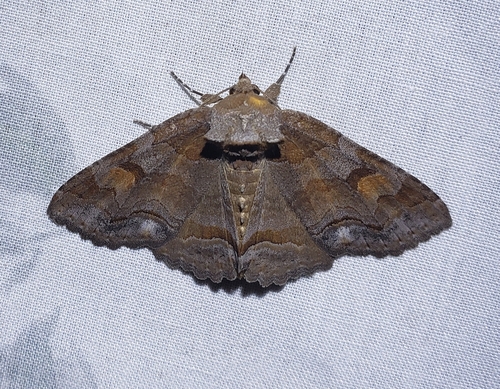 Zale metatoides McDunnough, 1943