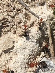 Myrmecocystus placodops