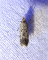Neodactylota liguritrix