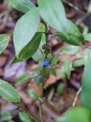 Palicourea axillaris