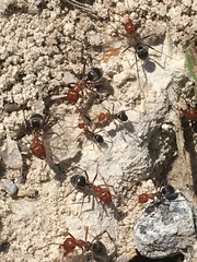 Myrmecocystus placodops