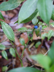 Palicourea axillaris