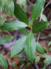 Palicourea axillaris