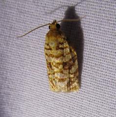 Choristoneura houstonana