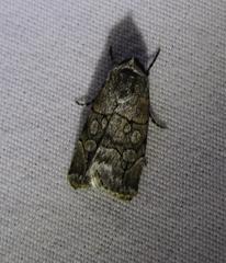 Sympistis sectiloides