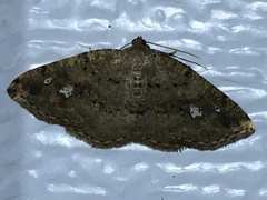 Homochlodes lactispargaria