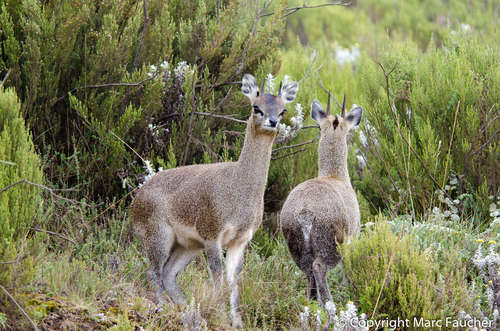 Klipspringer
