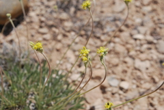 Eriogonum lachnogynum