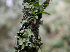 Epidendrum rhodovandoides