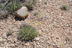 Eriogonum lachnogynum