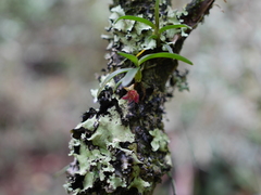Epidendrum rhodovandoides