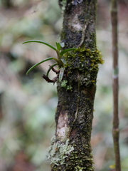 Epidendrum rhodovandoides