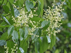 Miconia theizans