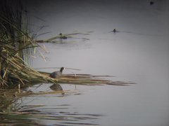Fulica americana