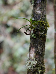 Epidendrum rhodovandoides